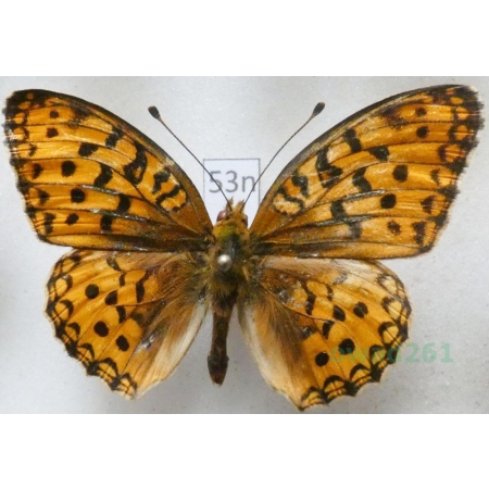 Argynnis adippe (Denis & Schiffermüller, 1775) male Dostojka adype Poland53n